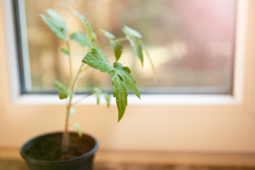 green leaf of tomato sprout in a plastic pot on a blurred background near the window