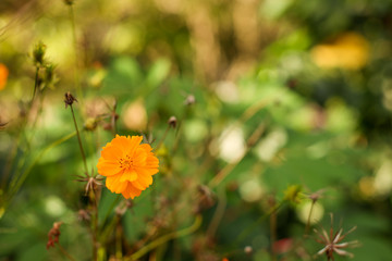 Florescent yellow sulfur cosmos among wither flower
