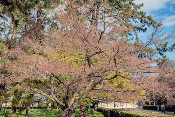 早春の京都御苑
