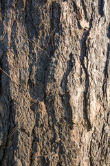 Bark tree texture of wood layer