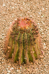 A large green cactus with a flower growing in the Park. A cactus with deep ribs and large sharp needles.