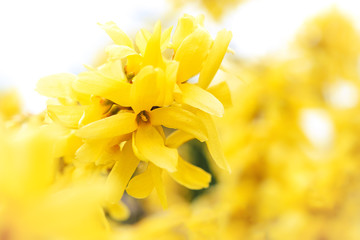 Springtime abstract background - beautiful blooming yellow forsythia flowers in close-up (very low DOF)