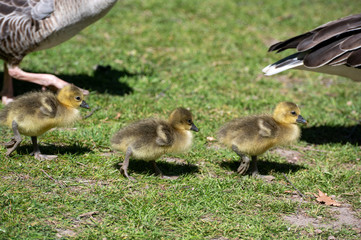 Gänseküken mit Eltern auf dem Weg zum See