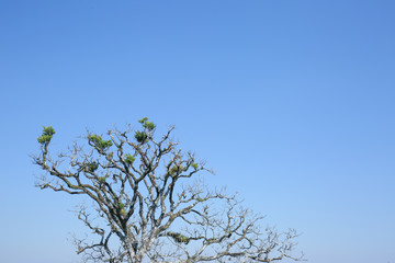 Dry tree top branch have  blue sky