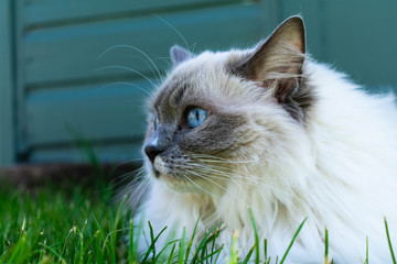 A side profile picture of an adorable and beautiful blue eyed pure bred rag doll cat sitting outside on the bright green grass in a shady spot