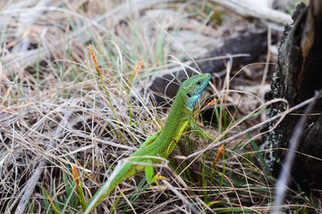 Lacerta bilineata green european lizard.