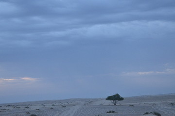 Umbrella Thorn Acacia Acacia tortilis in middle east desert.