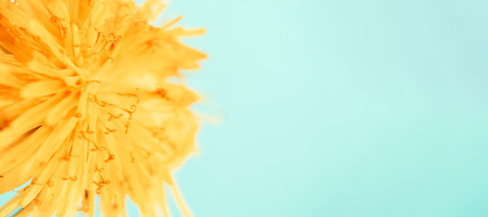 Close-up defocused horizontal banner yellow dandelion on tranquil green mint background with copy space. Macro flower in nature. Concept calm
