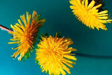 Dandelion flowers on turquoise water background. Bright floral wallpaper. Macro in nature