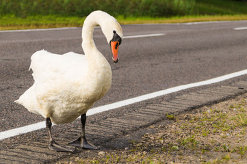 Animal on the road: alone swan stepped onto the edge of an asphalted carriageway © Valiantsina