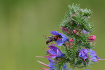 bees, blume, insecta, natur, makro, blütenstaub, honig, sommer, green, hummel, pflanze, fliege, pink, close up, tier, lila, garden, close up, nektar, hummel, distel, gelb, bestäubung, wild lebende tie