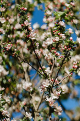 Apple tree branch flowers and blossoms on blurred background. Closeup, selective focus. Blue sky, sunny day.