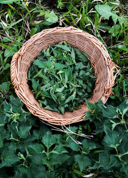 Netle in a Basket