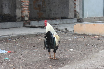 The Ayam Kampung is the chicken breed reported from Indonesia. The name means literally village...
