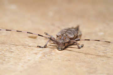 The timberman beetle  (Acanthocinus aedilis) close-up.