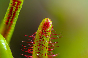 Fototapeta premium Drosera Capensis Carnivorous Plant Sun Rose