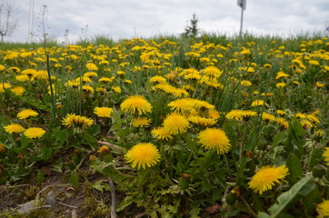 kwiat, charakter, pola, zółty, dmuchawce, jary, kwiat, hayfield, lato, zieleń, gras, roślin, kwiat, jardin, niebo, beuty, krajobraz, piękne, jasny, kwitnienie, obszarów wiejskich, daisies, kwiat, nasł