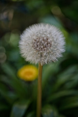 dandelion seed head