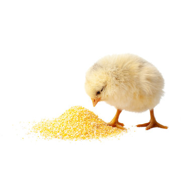 Small yellow chicken isolated on white background.