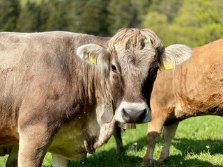 Obraz premium Kühe auf der Weide, Schweiz