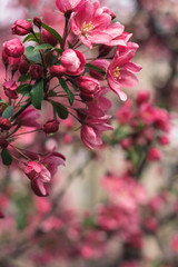 pink flowers branch in the garden on pink background