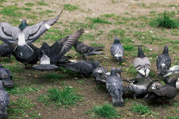 Fototapeta premium pigeons in the spring park
