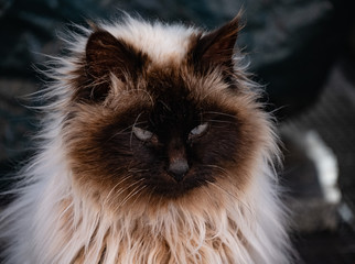 tête de chat