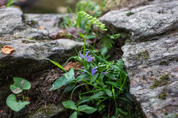 Little purple flowers with green leaves grows between rocks. Grass between stones