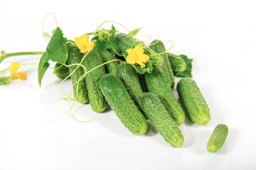 Group of fresh green pickling cucumbers on white background