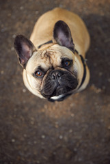 Fawn French Bulldog Puppy Looking at Camera