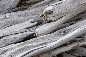 Texture of old wood branches