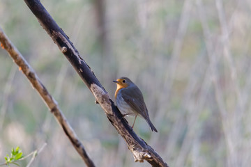 A robin sits on a branch