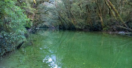 Clinton River and Forrest, Milford Track, New Zealand