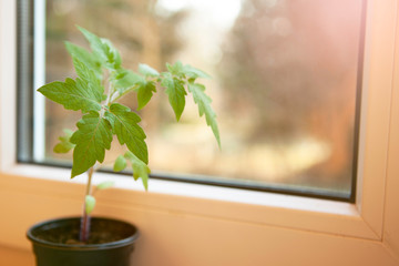 green leaf of tomato sprout in a plastic pot on a blurred background near the window