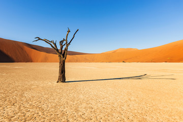 Sand Dune in the Namibian Desert near Sossusvlei in Namib-Naukluft National Park, Namibia.