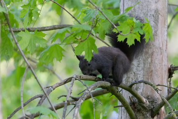European brown squirrel in winter coat on a branch in the forest