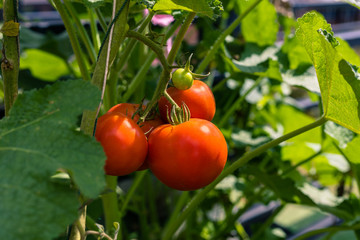 Beautiful red ripe heirloom tomatoes grown in a greenhouse.