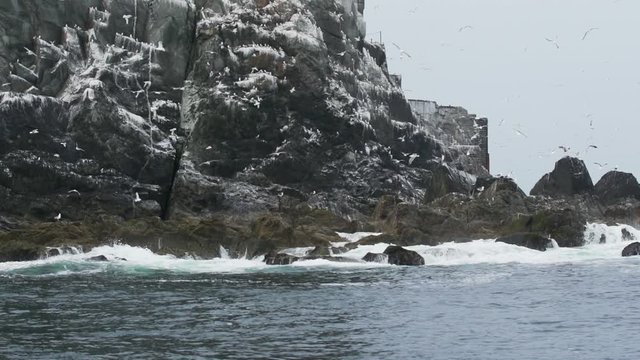 Wild coastline with flocks of seagulls
