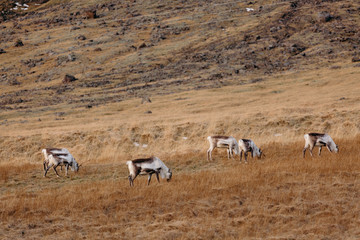 Cabras en Islandia