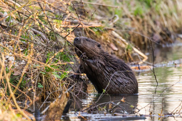 A wet beaver sits in the water on the bank of a stream and gnaws on the branches