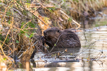 A wet beaver sits in the water on the bank of a stream and gnaws on the branches