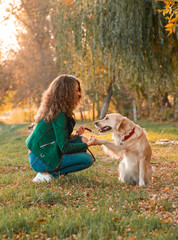 Obedient golden retriever dog with his owner practicing paw command. Happiness and friendship. pet and woman.