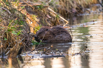 A wet beaver sits in the water on the bank of a stream and gnaws on the branches