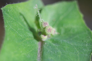 Close-up of Green Seeds