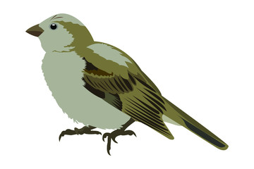 Sparrow bird vector, isolated on white background. House Sparrow (Passer domesticus) female, stock illustration