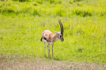 Elegant antelope - Thomson's gazelle