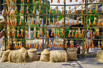 Hanging corn for drying, dry food background. Shot of a row of dried corn hanging from a stall in...