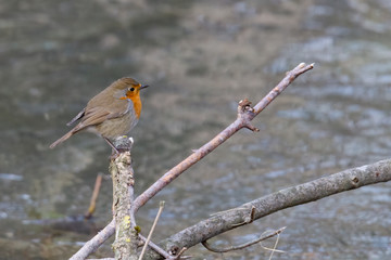A robin sits on a branch