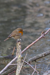 A robin sits on a branch