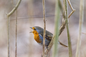 A robin sits on a branch